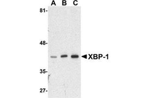 Western blot analysis of XBP-1 in HepG2 cell lysate with this product at (A) 0.