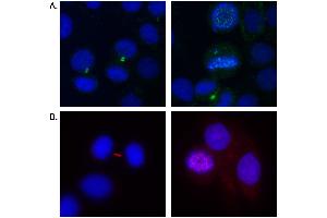 Immunofluorescence (IF) image for anti-Aurora Kinase B (AURKB) (C-Term) antibody (ABIN7453392)