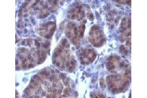 anti-Golgi Marker antibody