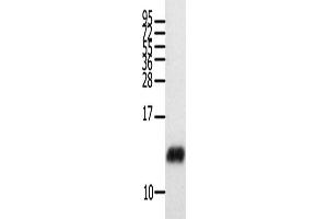 Western Blotting (WB) image for anti-Chemokine (C-C Motif) Ligand 28 (CCL28) antibody (ABIN2421355) (CCL28 Antikörper)