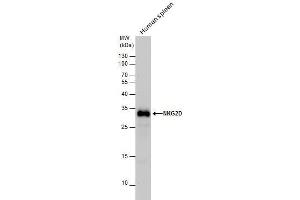 WB Image NKG2D antibody detects NKG2D protein by western blot analysis.