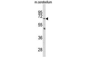 Western blot analysis of PCSK2 Antibody (N-term) in mouse cerebellum tissue lysates (35ug/lane). (PCSK2 Antikörper  (N-Term))