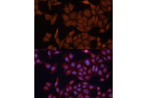 Immunofluorescence analysis of HeLa cells using HMGCS1 Polyclonal Antibody (ABIN1680300, ABIN5664518, ABIN5664520 and ABIN6220423) at dilution of 1:100 (40x lens). (HMGCS1 Antikörper  (AA 241-520))