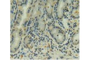 IHC-P analysis of Human Stomach Tissue, with DAB staining. (AMH Antikörper  (AA 453-560))