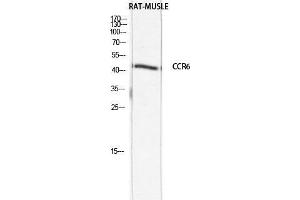 Western Blot (WB) analysis of Rat Muscle lysis using CCR6 antibody. (CKR-6 Antikörper)