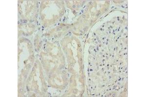 Immunohistochemistry of paraffin-embedded human kidney tissue using ABIN7160689 at dilution of 1:100 (GNS Antikörper  (AA 293-552))