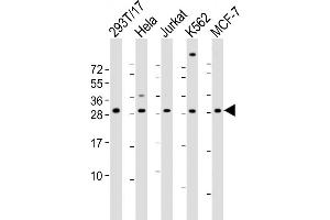 Western Blot at 1:2000 dilution Lane 1: 293T/17 whole cell lysate Lane 2: Hela whole cell lysate Lane 3: Jurkat whole cell lysate Lane 4: K562 whole cell lysate Lane 5: MCF-7 whole cell lysate Lysates/proteins at 20 ug per lane.
