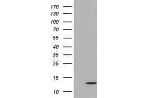 Western Blotting (WB) image for anti-Follicle Stimulating Hormone, beta Polypeptide (FSHB) antibody (ABIN1498320) (FSHB Antikörper)