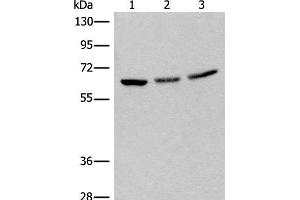 Western blot analysis of 293T cell lysates using BRD9 Polyclonal Antibody at dilution of 1:550 (BRD9 Antikörper)
