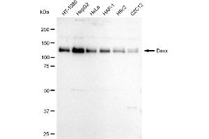Western blotting analysis using Daxx antibody (ABIN7798299).