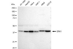 Western blotting analysis using ERK1 antibody (ABIN7799449). (Rekombinanter ERK1 Antikörper)