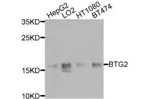 Western blot analysis of extracts of various cell lines, using BTG2 antibody (ABIN6003580) at 1/1000 dilution. (BTG2 Antikörper)