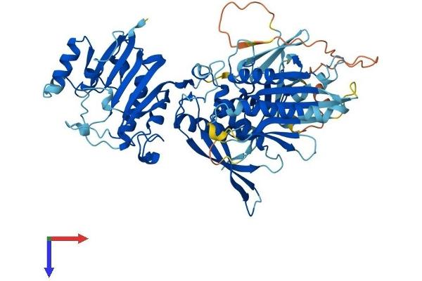 FDXACB1 Protein (AA 1-624) (His tag)