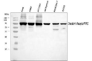 Western blot analysis of TFRC using anti-TFRC antibody (ABIN3043538). (Transferrin Receptor Antikörper  (AA 1-198))