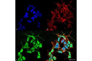 Immunocytochemistry/Immunofluorescence analysis using Mouse Anti-Nav beta 3 Monoclonal Antibody, Clone S396-29 . (SCN3B Antikörper  (AA 1-215) (PE))