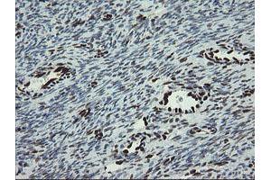 Image no. 8 for anti-Transducin-Like Enhancer of Split 1 (E(sp1) Homolog, Drosophila) (TLE1) (AA 180-460) antibody (ABIN1491049)