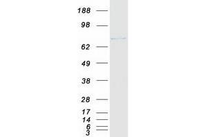 Validation with Western Blot (THOC1 Protein (Myc-DYKDDDDK Tag))