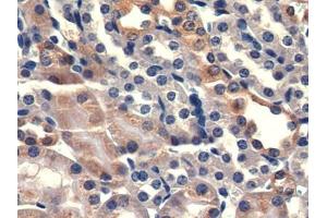 IHC-P analysis of Mouse Kidney Tissue, with DAB staining. (PSMA Antikörper  (AA 536-752))