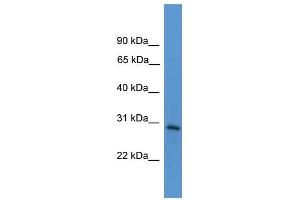 WB Suggested Anti-TNFRSF4 Antibody Titration: 0. (TNFRSF4 Antikörper  (Middle Region))