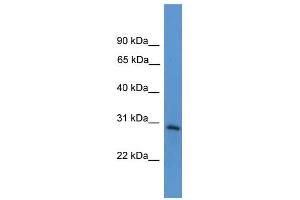 WB Suggested Anti-TNFRSF4 Antibody Titration: 0.