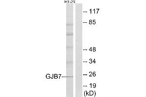 Western blot analysis of extracts from HT-29 cells, using GJB7 antibody. (GJB7 Antikörper  (Internal Region))