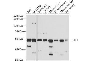 Western blot analysis of extracts of various cell lines, using ETF1 antibody (ABIN6129660, ABIN6140313, ABIN6140314 and ABIN6221622) at 1:1000 dilution. (ETF1 Antikörper  (AA 278-437))