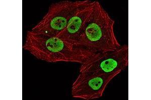 Immunofluorescence analysis of Hela cells using RBBP7 mouse mAb (green). (RBBP7 Antikörper  (AA 1-200))
