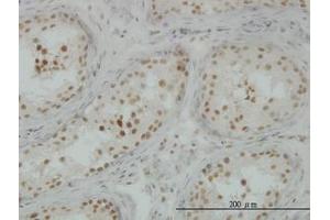 Image no. 3 for anti-CLK3 (CLK3) (AA 36-136) antibody (ABIN598614) (CLK3 Antikörper  (AA 36-136))