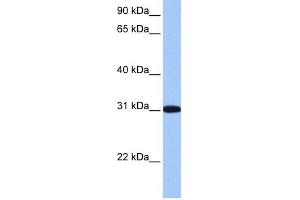 RFPL2 antibody used at 1 ug/ml to detect target protein. (RFPL2 Antikörper  (C-Term))