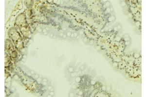 ABIN6274751 at 1/100 staining Mouse colon tissue by IHC-P. (RPS19 Antikörper  (Internal Region))