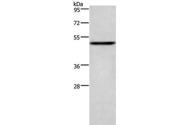 CKMT2 anticorps