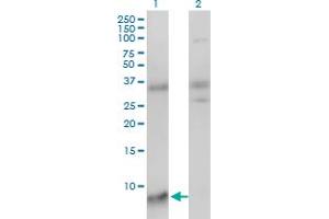 Western Blot analysis of SNRPG expression in transfected 293T cell line by SNRPG monoclonal antibody (M01), clone 2H8-1C12. (SNRPG Antikörper  (AA 1-76))