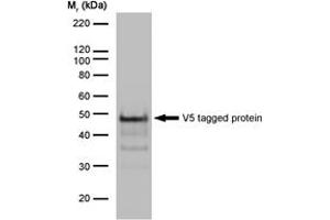 Image no. 2 for anti-V5 Epitope Tag antibody (ABIN7472931)