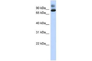 Western Blotting (WB) image for anti-SIX Homeobox 4 (SIX4) antibody (ABIN2458376) (SIX4 Antikörper)