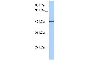 WB Suggested Anti-DMRT1 Antibody Titration:  0.