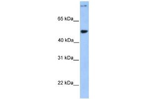 WB Suggested Anti-CCDC50 Antibody Titration: 0. (CCDC50 Antikörper  (Middle Region))