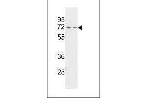 Western blot analysis of HNRPQ Antibody (C-term) (ABIN392324 and ABIN2841972) in Hela and Jurkat cell line lysates (35 μg/lane). (HNRPQ Antikörper  (C-Term))
