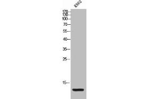 Western Blot analysis of K562 cells using MIP-1b Polyclonal Antibody (CCL4L1 Antikörper  (Internal Region))