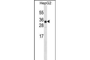 ANR46 Antibody (N-term) (ABIN656339 and ABIN2845639) western blot analysis in HepG2 cell line lysates (35 μg/lane). (ANKRD46 Antikörper  (N-Term))