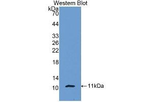 Western Blotting (WB) image for anti-Pro-Platelet Basic Protein (Chemokine (C-X-C Motif) Ligand 7) (PPBP) (AA 40-113) antibody (ABIN1172793)