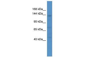 WB Suggested Anti-CACNA2D4 Antibody Titration: 0. (CACNA2D4 Antikörper  (C-Term))