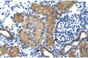 Immunohistochemical staining (Formalin-fixed paraffin-embedded sections) of human kidney with GTF3C5 polyclonal antibody  at 4-8 ug/mL working concentration.