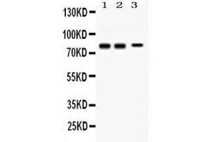 Western blot analysis of Synapsin I expression in rat brain extract ( Lane 1), mouse brain extract ( Lane 2), and SHG-44 whole cell lysates ( Lane 3).