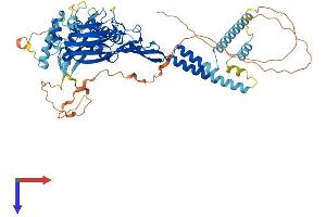 SCNN1A Protein (AA 1-669) (His tag)