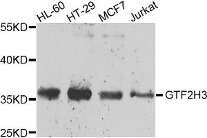 Western blot analysis of extracts of various cell lines, using GTF2H3 antibody (ABIN5974322) at 1/1000 dilution. (GTF2H3 Antikörper)