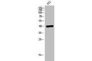 Western Blot analysis of 3T3 cells using EDG-7 Polyclonal Antibody (LPAR3 Antikörper  (C-Term))
