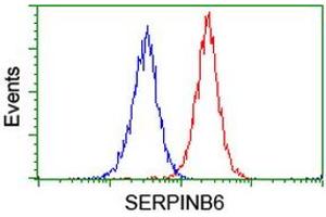 Image no. 2 for anti-serpin Peptidase Inhibitor, Clade B (Ovalbumin), Member 6 (SERPINB6) antibody (ABIN1500892) (SERPINB6 Antikörper)