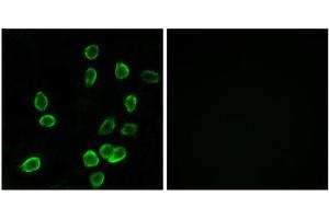 Immunofluorescence (IF) image for anti-ATP Synthase, H+ Transporting, Mitochondrial Fo Complex, Subunit C3 (Subunit 9) (ATP5G3) (N-Term) antibody (ABIN1850826) (ATP5G3 Antikörper  (N-Term))
