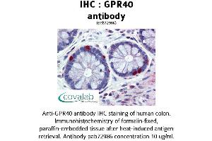 Image no. 1 for anti-Free Fatty Acid Receptor 1 (FFAR1) (AA 239-300) antibody (ABIN1735089)