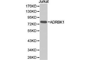 Western Blotting (WB) image for anti-Adrenergic, Beta, Receptor Kinase 1 (ADRBK1) antibody (ABIN1870847) (GRK2 Antikörper)